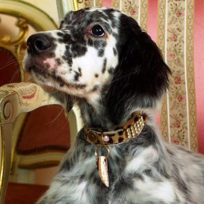 Masculino Sansibar Hundehalsband - BARCELONADOGS