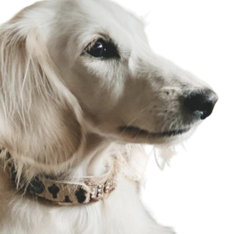 Collar para perro Masculino Zanzibar