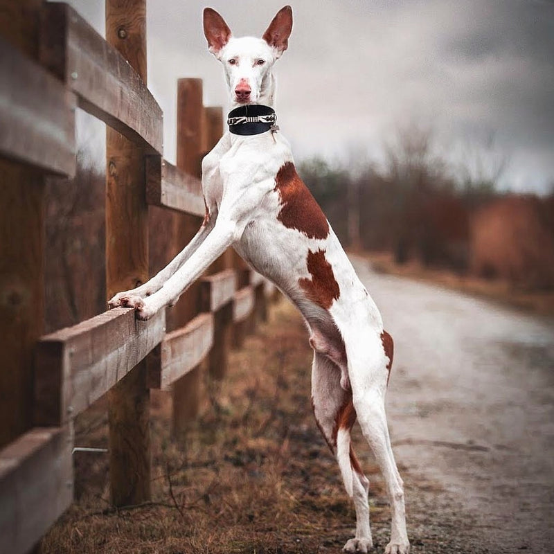 Masculine Sighthound Collar