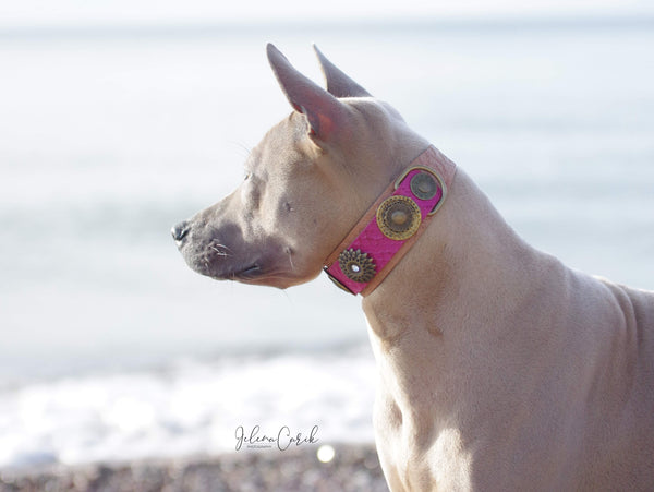 Mother Of Dragons Dog Collar - BARCELONADOGS