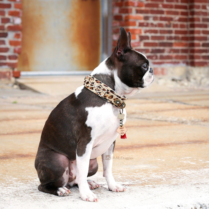 Designer dog collars, luxury cat collars, fancy harnesses, pet clothes,  accessories