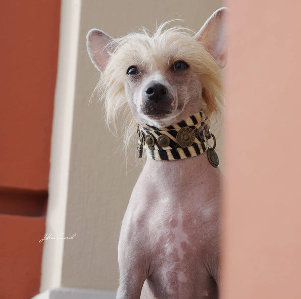 Collier de chien uniquement zèbre