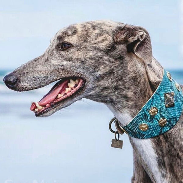 Collar Monedas de Buda - BARCELONADOGS