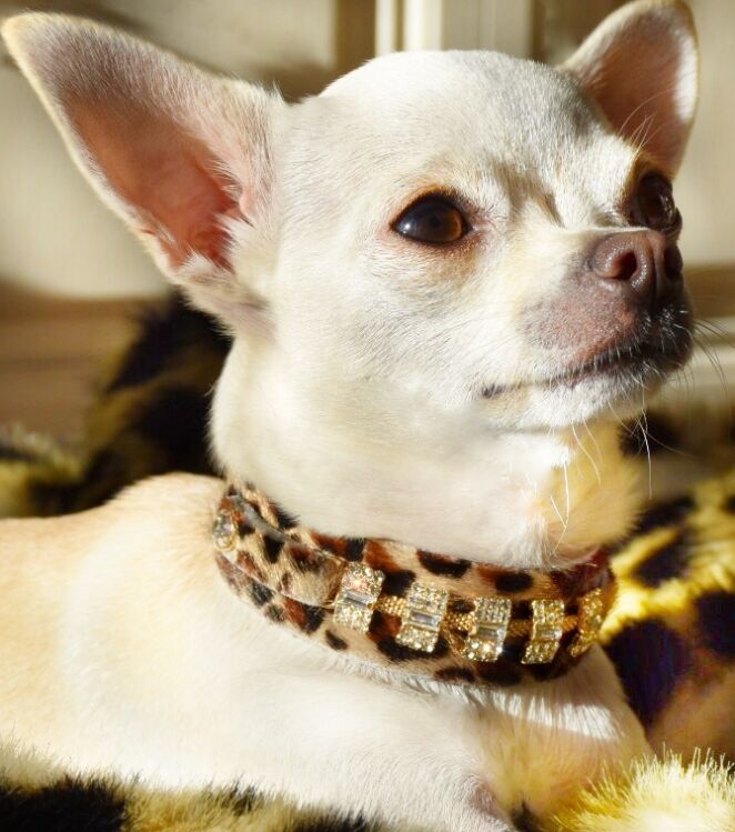 Petit Blanche Dog Collar