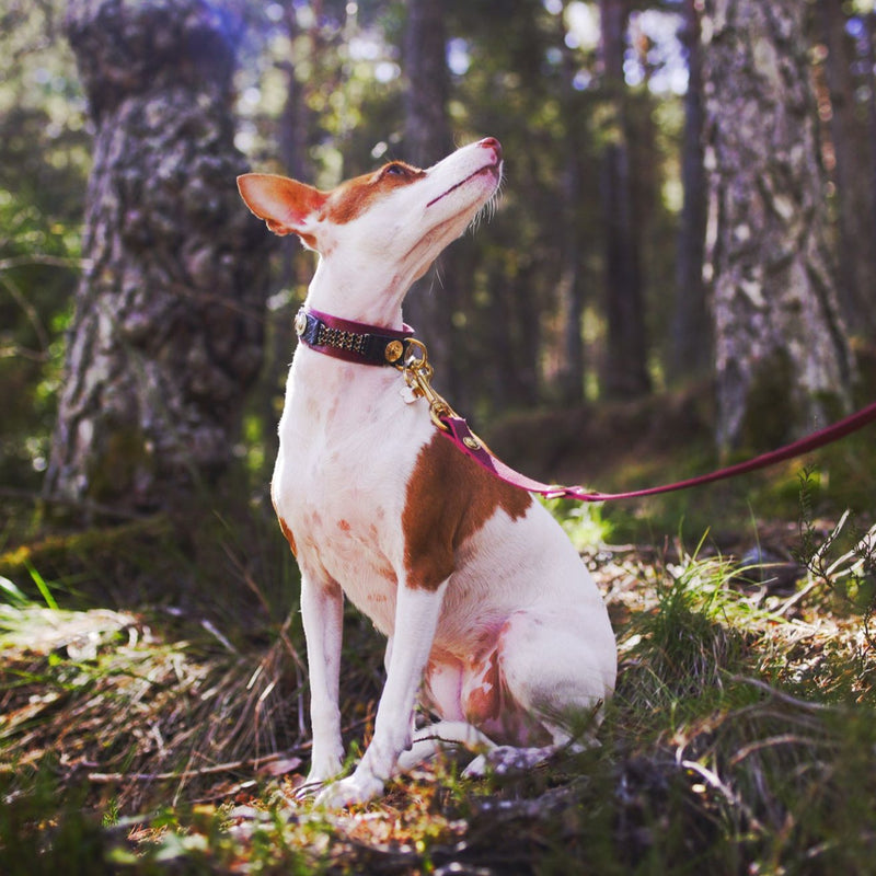 Swan Dog Collar