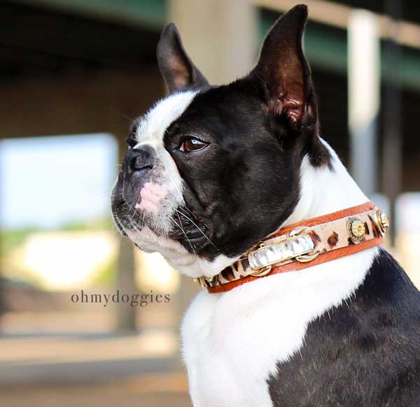 Rossellini Dog Collar - BARCELONADOGS