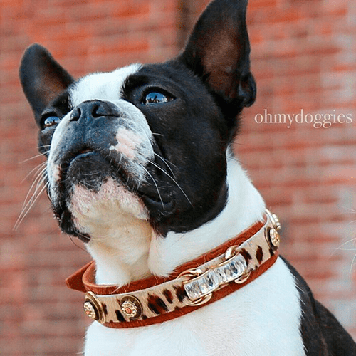 Rossellini Dog Collar - BARCELONADOGS