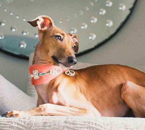 Sighthound house collar sales