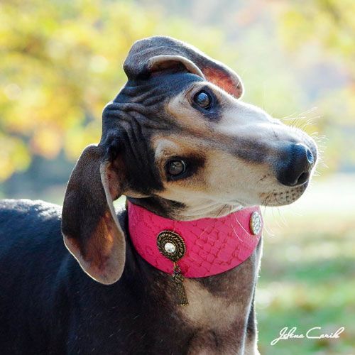 Shaqat Sighthound Collar - BARCELONADOGS