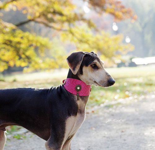 Shaqat Sighthound Collar - BARCELONADOGS