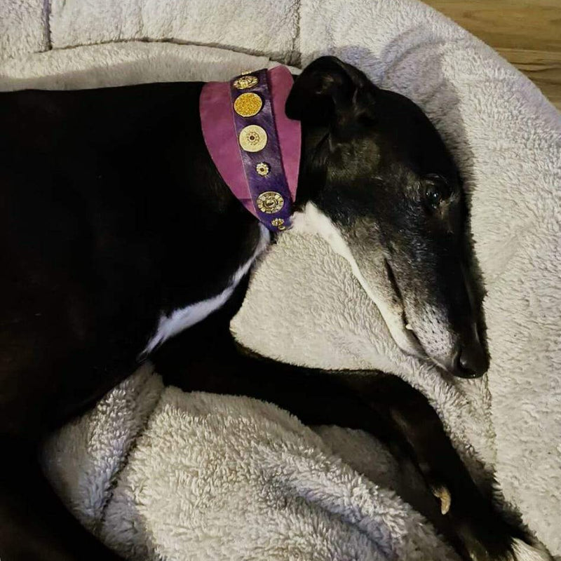 galgo greyhound collar purple