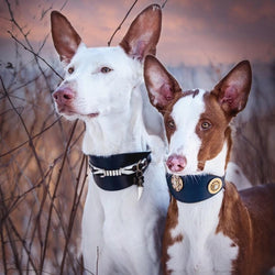 Masculine Sighthound Collar