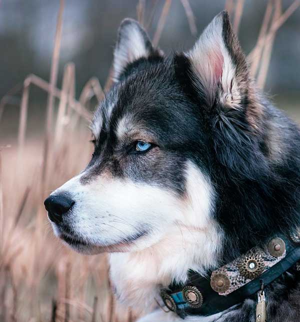 Black Leather Dog Collar - Small - Medium - Large - Native American Co