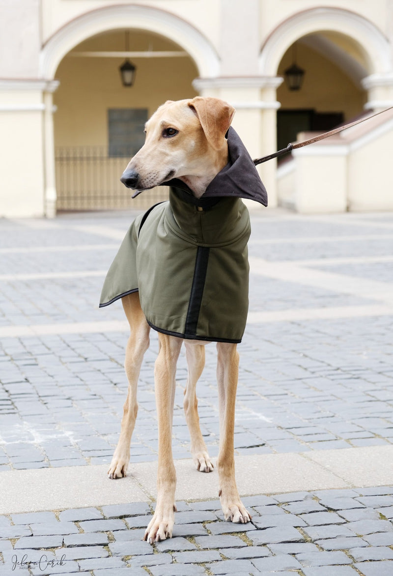 rain coat dog