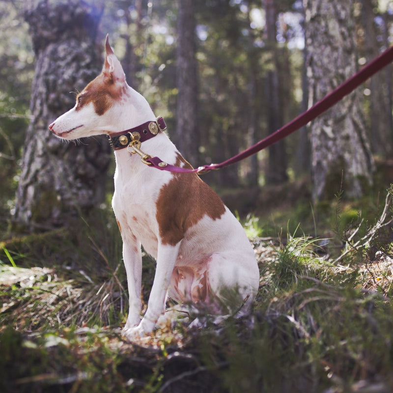 Swan Dog Collar