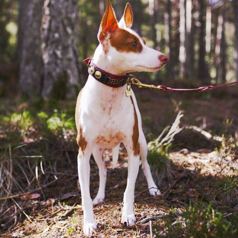 swan dog collar in red