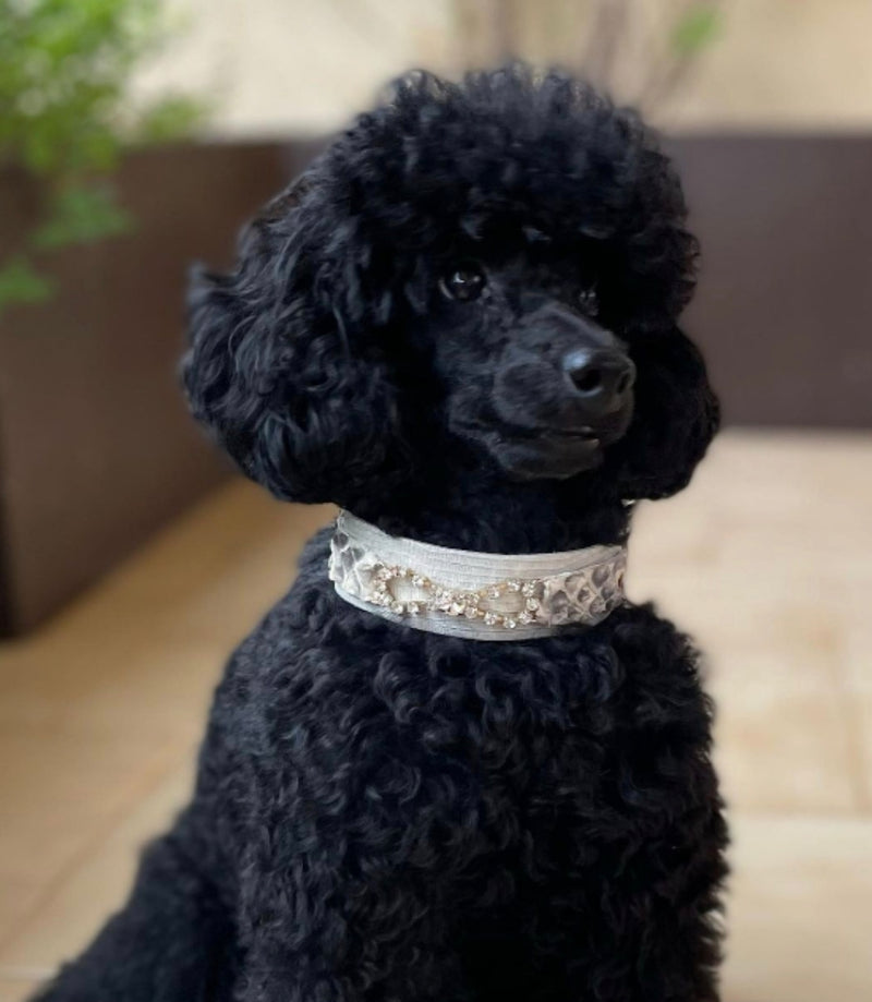 Hundehalsband mit Tribal-Rosette und Schlangenmotiv