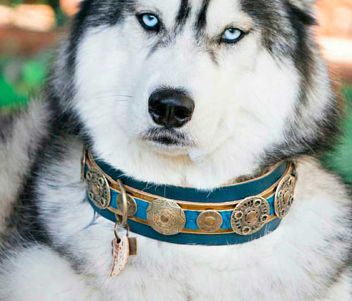 Viking de Luxe Dog Collar - BARCELONADOGS