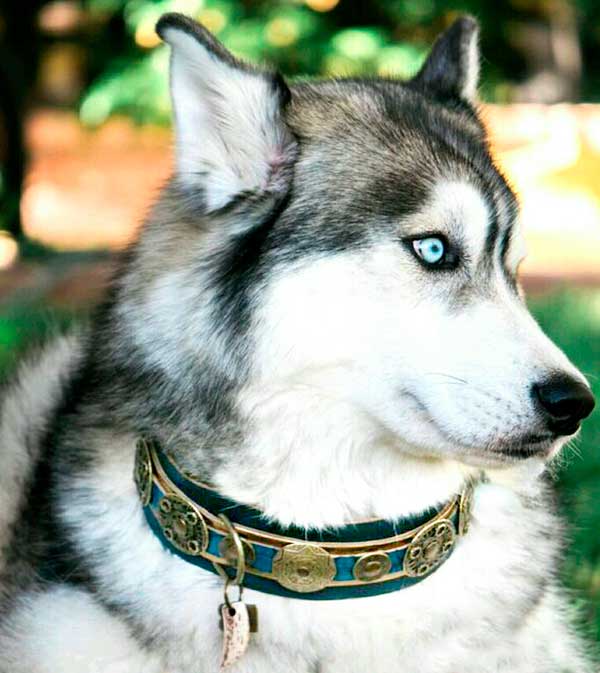 Viking de Luxe Dog Collar - BARCELONADOGS