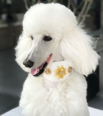 Wild Empress Crystallized Sighthound Collar - BARCELONADOGS