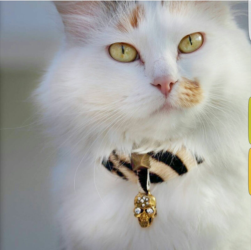 Pirate Bay Cat Collar - BARCELONADOGS
