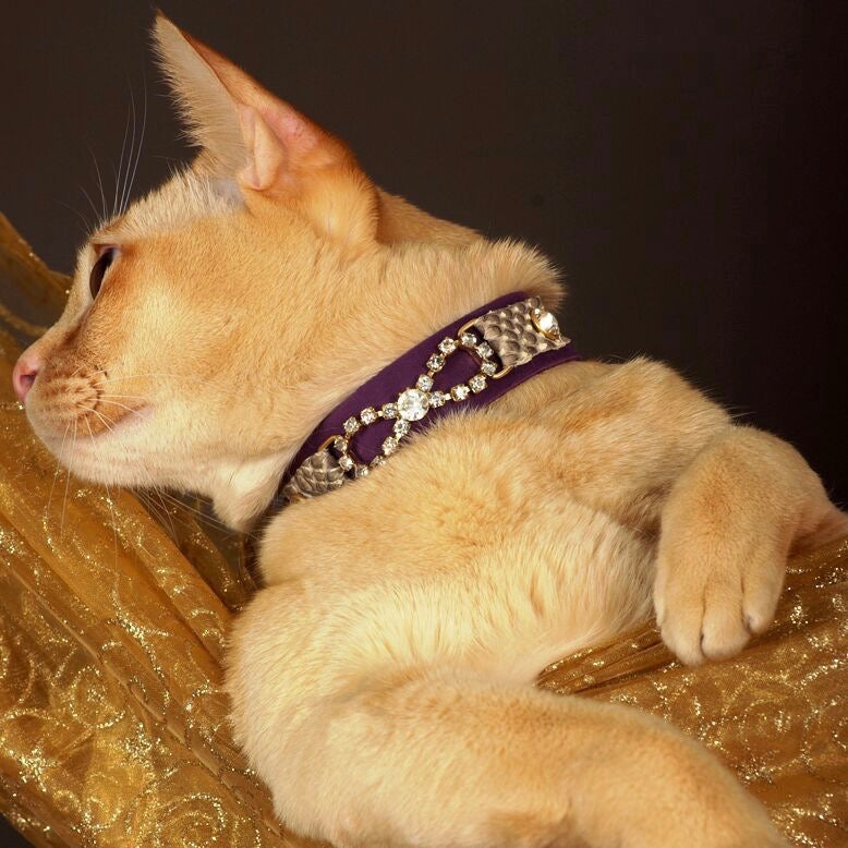 Tribal Rosette Cat Collar - BARCELONADOGS
