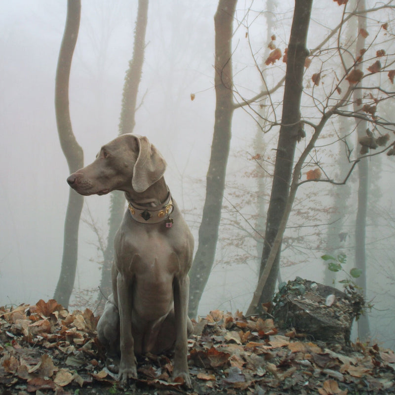 Buddha Silver Dog Collar - BARCELONADOGS