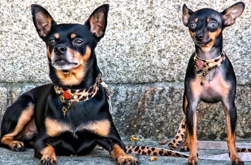 Zanzibar Kenya Dog Collar - BARCELONADOGS