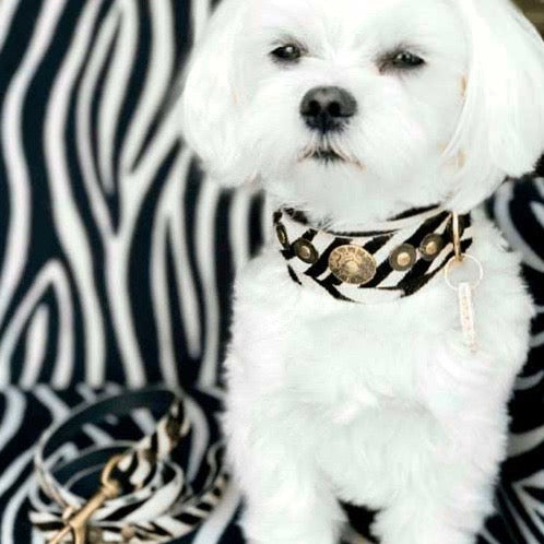 Only Zebra Dog Collar