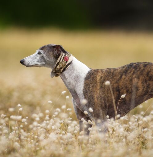 Collar Cebra Filigrana - BARCELONADOGS