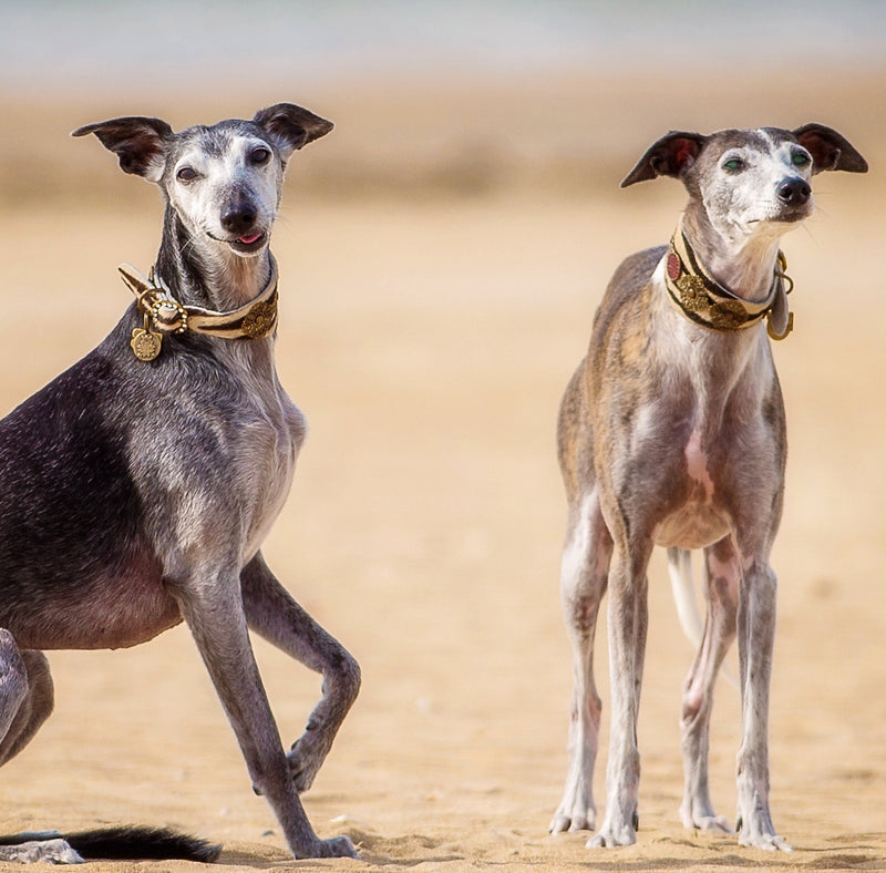 Zebra Filigree Sighthound Collar