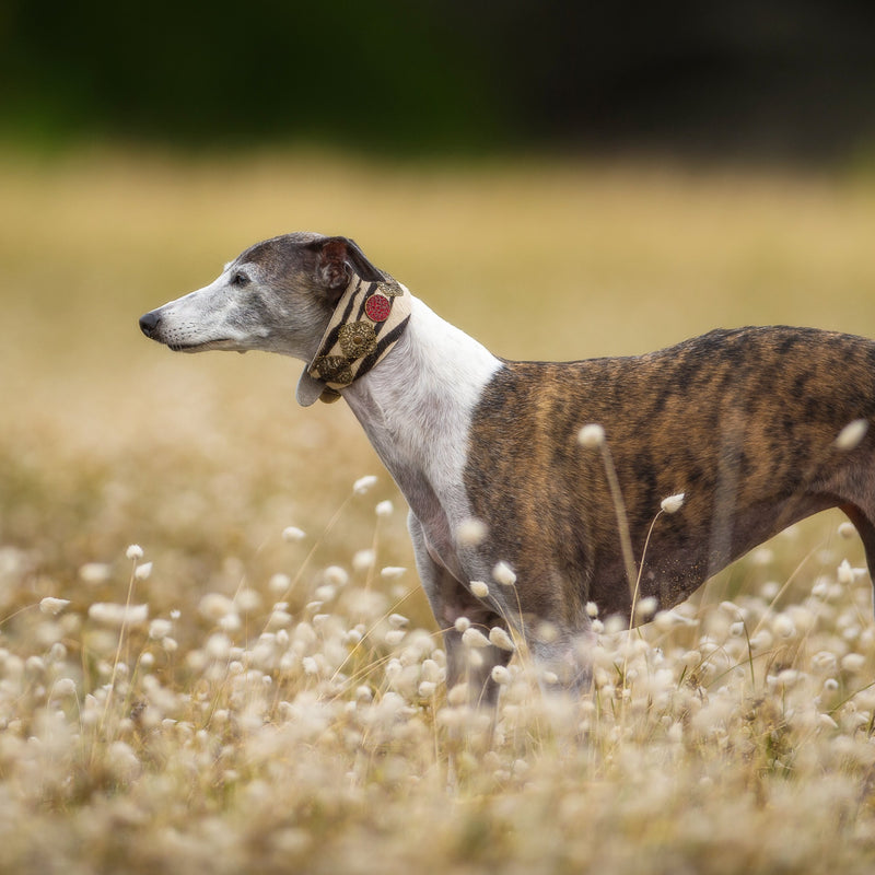 Zebra Filigree Sighthound Collar